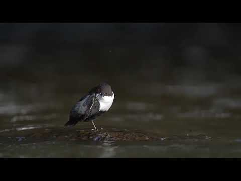 Vandstær netter sig