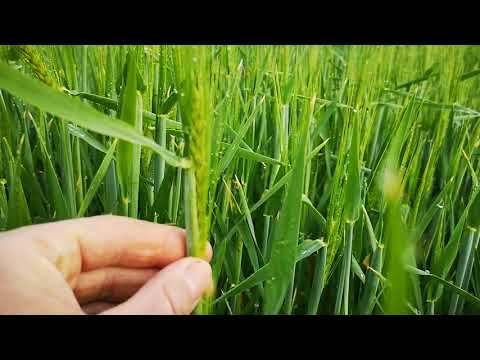 Wintergerste - nach der Trockenheit nun endlich Regen.