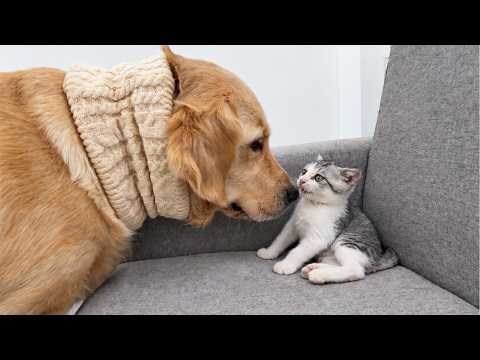 YouTube 썸네일