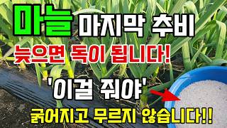 마늘 마지막 추비, '이것' 하나로 알 굵기가 달라집니다 (벌마늘 예방) #마늘웃거름  #마늘농사