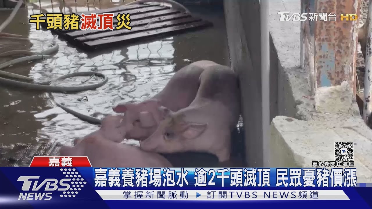 漲幅2成?水淹嘉義養豬場 數千頭豬「滅頂」民眾憂漲價