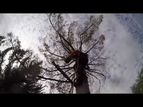 Arborist Standards Tree Care video