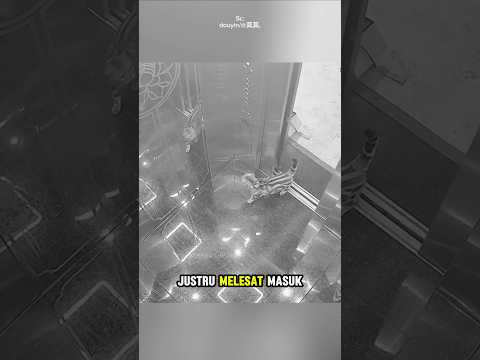 25 Menit menegangkan; seekor kucing terjebak sendirian di dalam lift