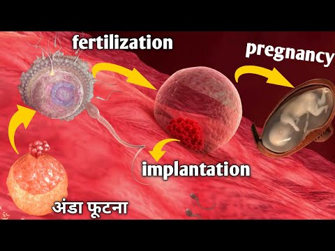 OVULATION / implantation / fertilization / pregnancy