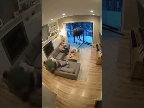 Moose Crashes into Living Room #moose #scary #omg