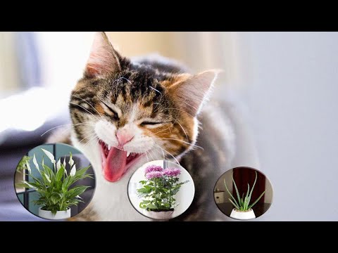 , title : '7 Houseplants That Will Hurt Your Pets l Plants That Are Toxic to Pets - Gardening Tips'