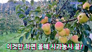 이것만 하면 올해 사과농사 끝!