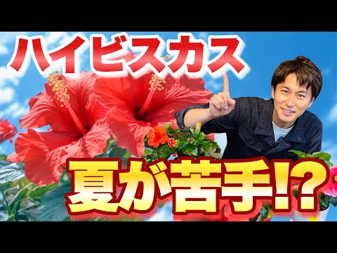 園芸 マーシュハイビスカス、マーシュハイビスカス