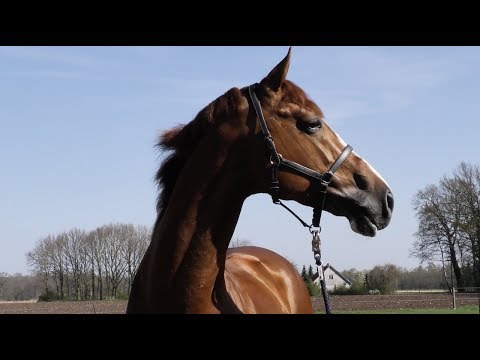 Im Stall mit: Balou Peggio