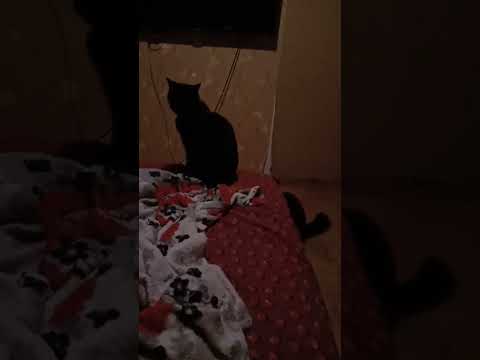 A dog breaks up a cat fight #shortsvideo #fightcats #dogtraining #shaman #myfight