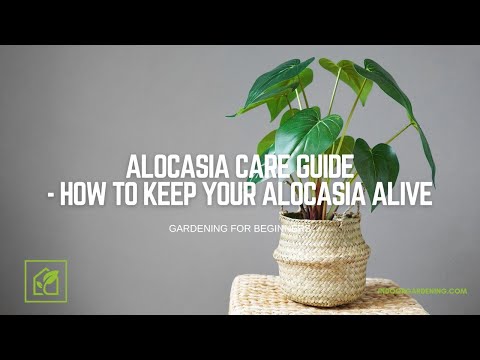 Alocasia Care Guide - How To Keep Your Alocasia Alive