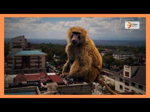 Baboon attacks leave Nakuru families living in fear