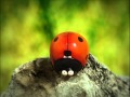 Minuscule S01E03