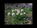 Colette McKendrick - Candytuft