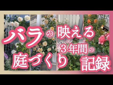 しおれたバラにジャガイモを使って植える：神話か現実か？  庭園