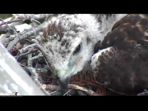 Tired Chick Takes a Nap On Red-tailed Hawk Cam – May 25, 2018