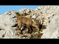 Alpine Ibex (Capra ibex)