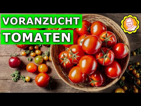 , title : 'Voranzucht Tomaten und Aussaaten Anfang März'