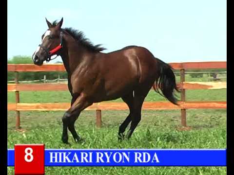 2014-GRAN REMATE HARAS RINCON DEL AGUARA - LOTE 8 - HIKARI RYON RDA