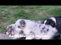 Miniature Australian Shepherd dogs for sale: Chestnut - Video 1