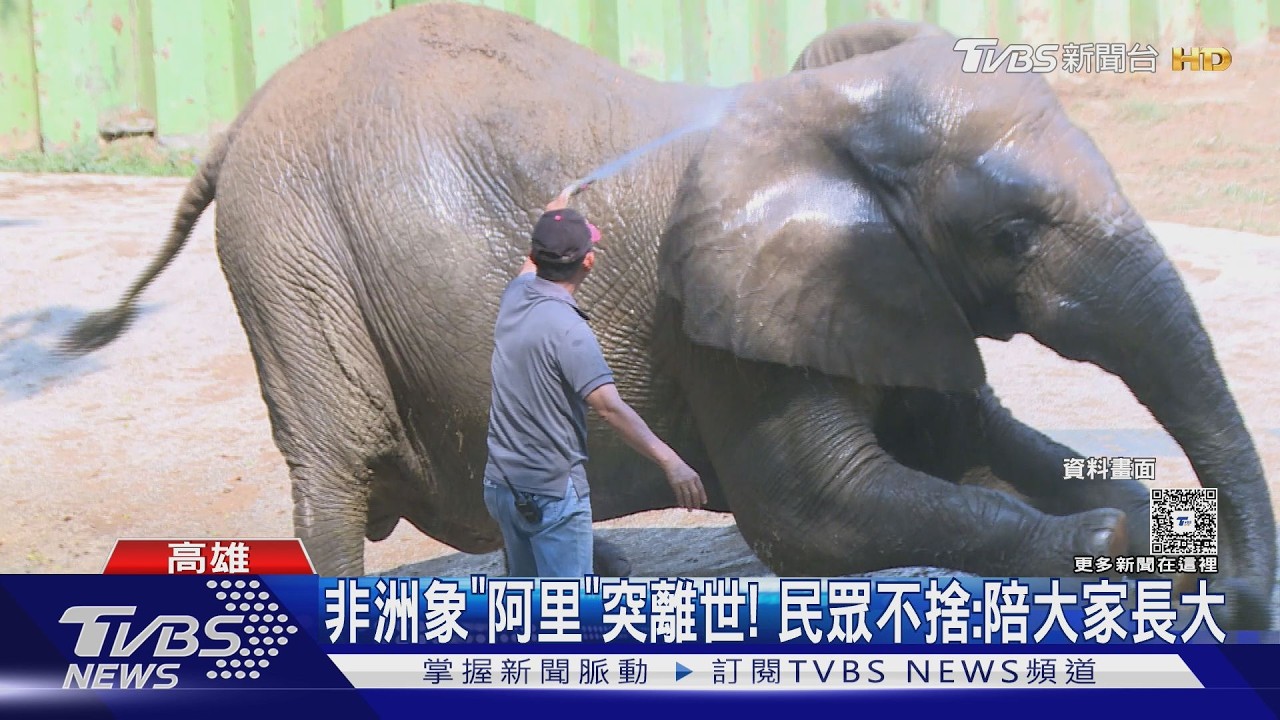 影音／再見「阿里」！　壽山動物園非洲象離世「享年52歲」　粉絲、保育員不捨
