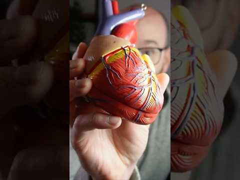 Coronary Arteries - Can you name them all? #anatomy #coronary #arteries