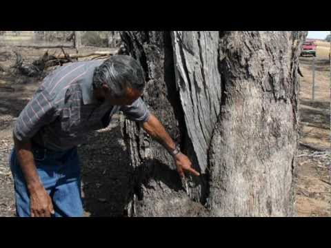 Serrated Tussock Watch - YouTube Screenshot