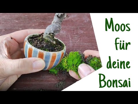 moss for your bonsai
