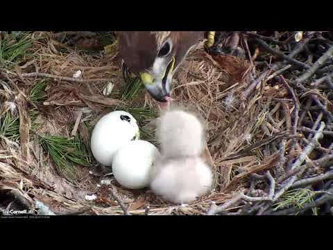 Egg #2 Pipping As Red-tailed Hawk Chick Fed By Big Red!!! – April 30, 2019