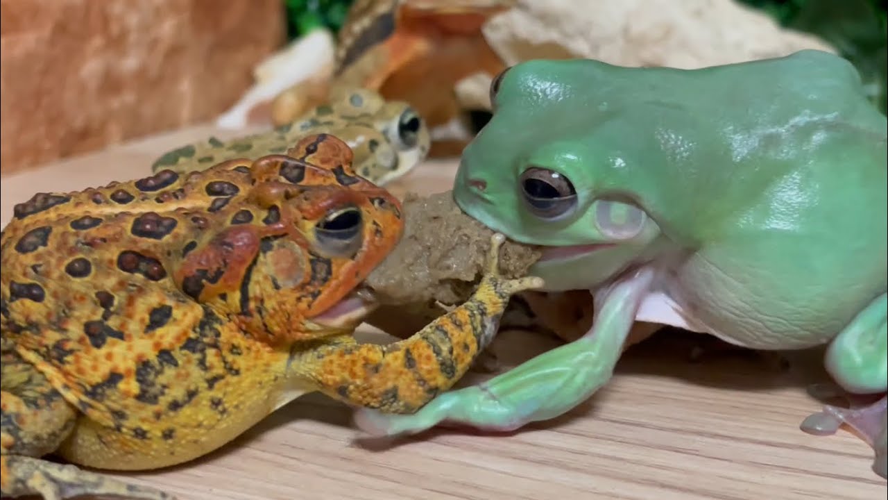 Life won’t wait！frog vs toad.