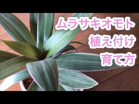 園芸 ムラサキザル