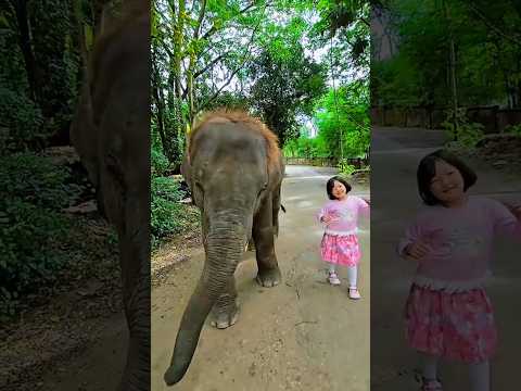අපි දෙන්නා ❤️🫶 #Shorts #elephant #kidsvideo #elephantdance #kidsdanceshorts #funny #foryou #fyp