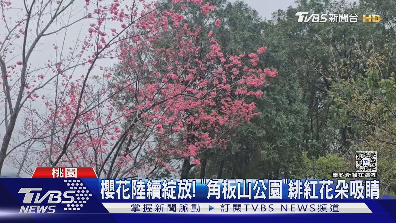 角板山櫻花季開跑!深緋紅山櫻綻放 花期與「天氣、溫度」息息相關