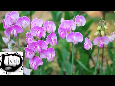 download lagu mp3 mp4 Best Smelling Flowers, download lagu Best Smelling Flowers gratis, unduh video klip Best Smelling Flowers