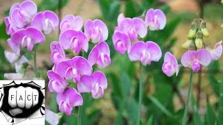 Top 10 Most Pleasant Smelling Flowers