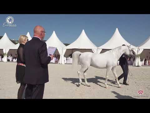 N 97 BAROK   European Championship 2020   Prague   Stallions 7 9 Years Old Class 12