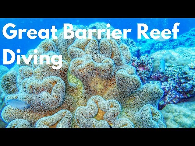 Great Barrier Reef Diving (taken with TG-5)