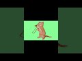 Funny Cat Funny Videos Youtube Viral Tamilan Media