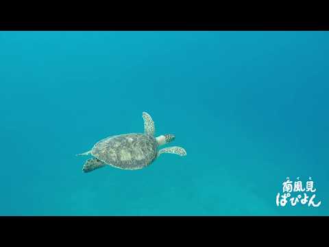 沖縄 西表島 船浮 水落の滝 イダの浜ツアー シーカヤックツアー アクティビティジャパン