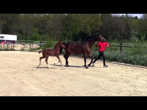 Stutfohlen v  Franzikus ZF