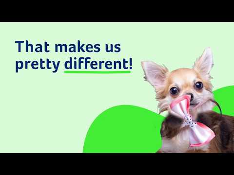 Discover Great Pet Insurance Companies