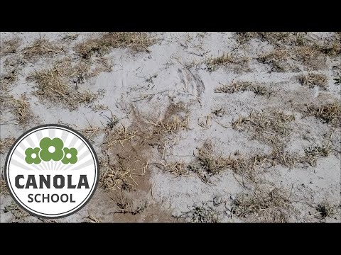 Canola School: Managing clubroot patches using ag lime