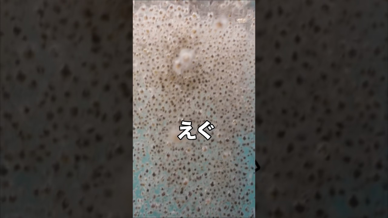 タピオカの悪魔と泳いでみた