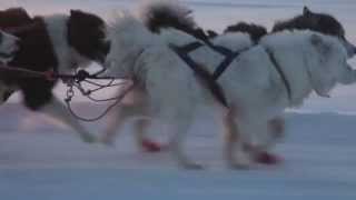 preview picture of video 'Dog Sledding in Yakutsk, Siberia Russia - Катание на собачьих упряжках в Якутии'