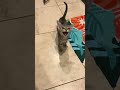 This Cat Has One Of The Best Meows Of All Time