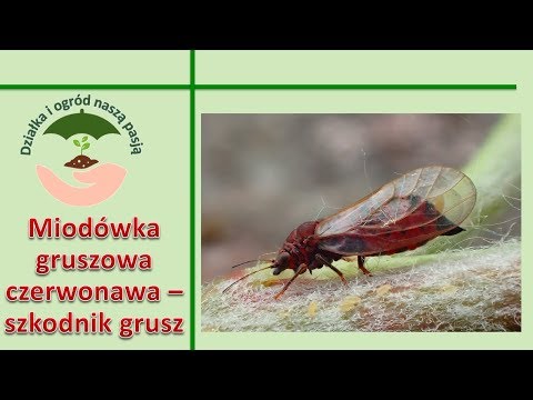 Miodówka gruszowa czerwonawa - szkodnik grusz