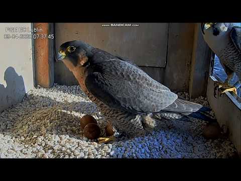 Sokoły wędrowne PGE Lublin 2020.04.09 - Łupek zajrzał i uciekł.