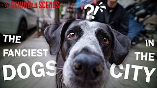 Inside of NYC's Luxury Dog Economy