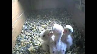 kestrel chicks waiting for breakfast 20june16_0128