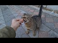 Incredibly Cute Tabby Cat Meowing Constantly Because It Is Very Hungry